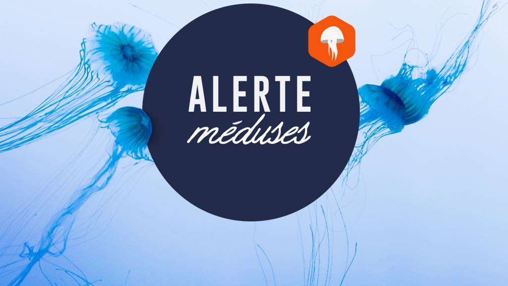méduses