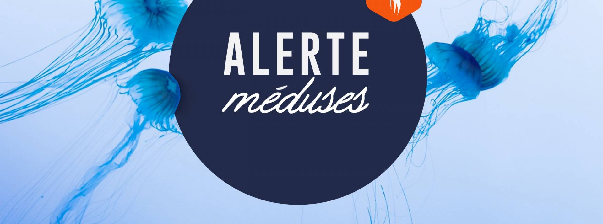 méduses