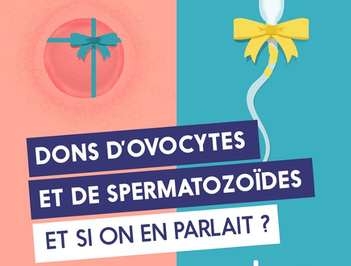ovocites ovocites