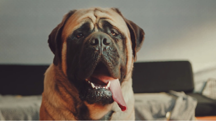 chien
