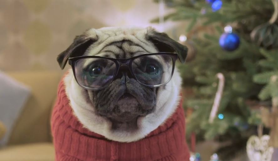 gizmo campagne 2016 gizmo campagne 2016