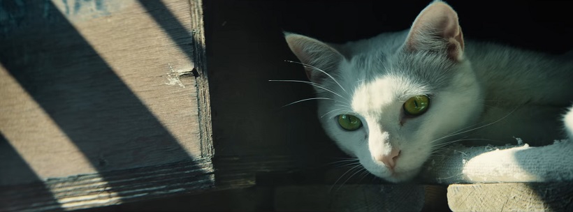 chat ubisoft