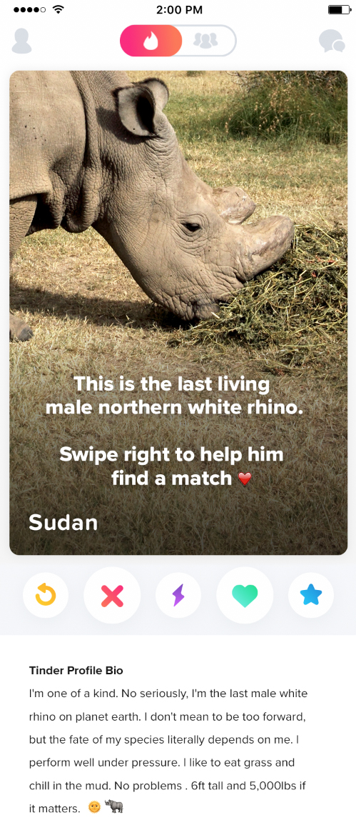 rhinoceros blanc du nord tinder