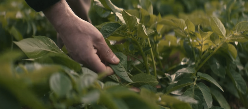 vico nature bon gout main homme nature plantations