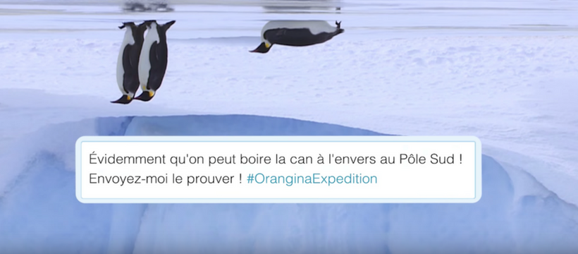 pingouins sur la banquise
