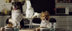 chiens à table