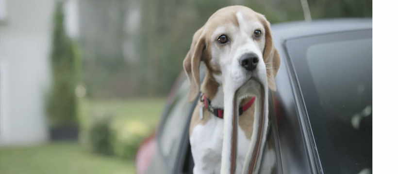 chien à la fenêtre d'une voiture