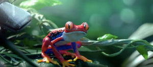 grenouille synthese jungle
