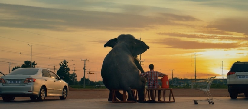 elephant assis devant un coucher de soleil