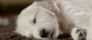 Chiot qui dort
