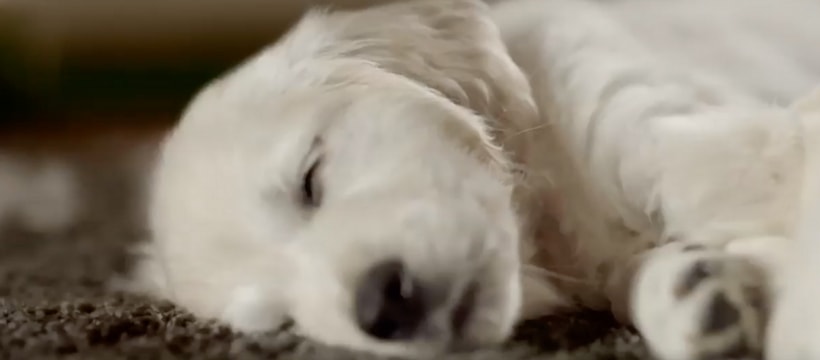 Chiot qui dort