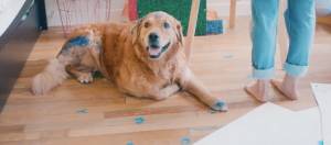 golden retriever peint en bleu
