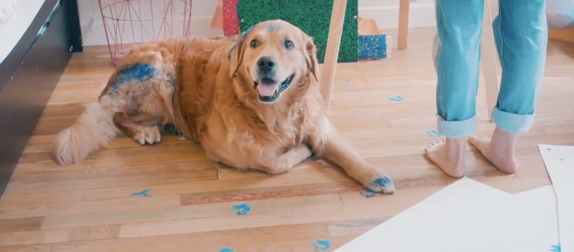 golden retriever peint en bleu