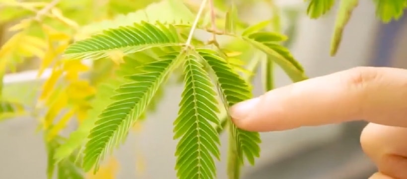 plante