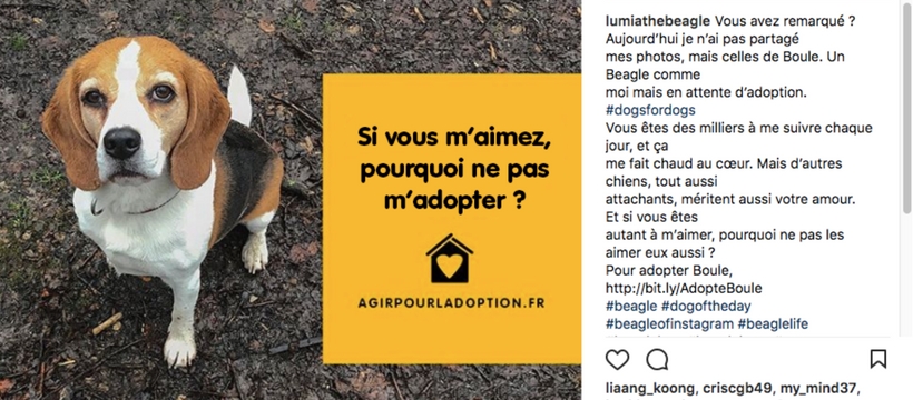 instagram dogs for dogs sur instagram