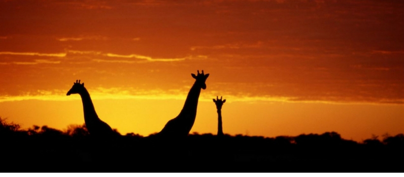 natgeo nat geo wild