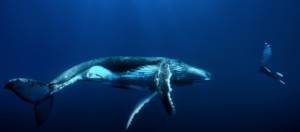 baleine