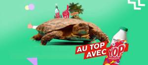 tortue yop