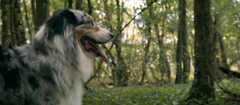 chien dans la fôret publicité APRR