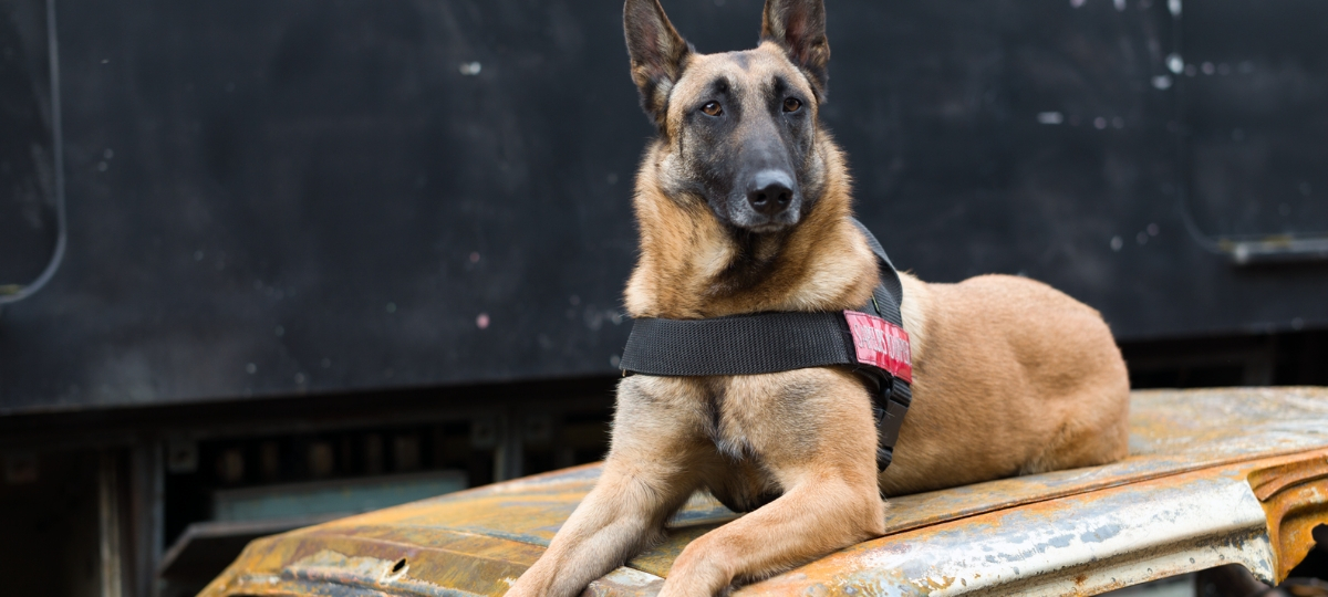 Royal Canin fête ses 50 ans avec une exposition à Arles Un Berger Allemand allongé sur une épave de voiture