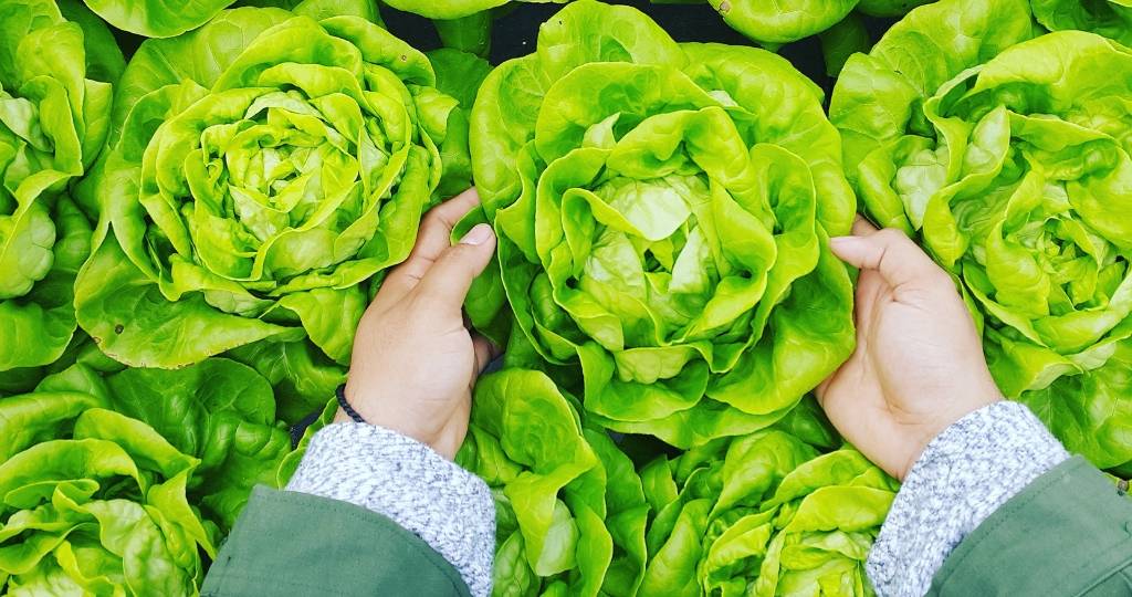 Des mains prenant des salades