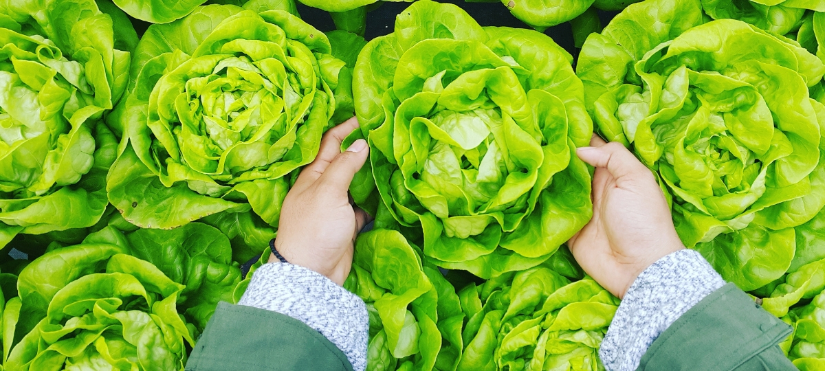 Frichti présentes les ventes directes à prix coutants Des mains prenant des salades