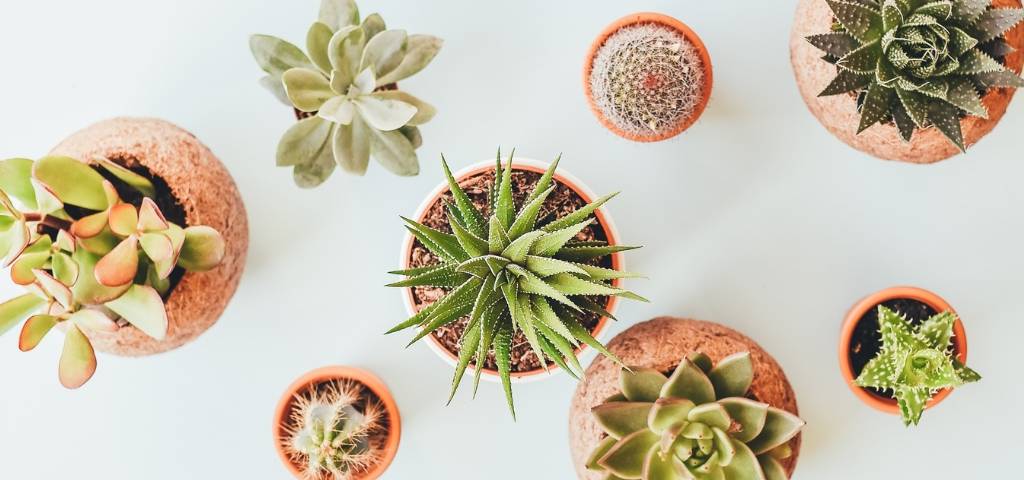 Des plantes en pot vues du dessus