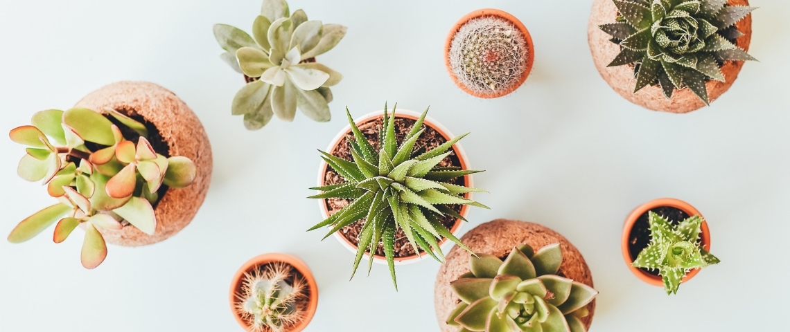 Merci Raymond végétalise les bureaux Nextdoor Des plantes en pot vues du dessus