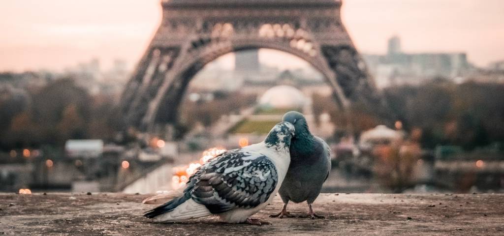 Deux pigeons devant la Tour Eiffel