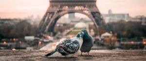 Deux pigeons devant la Tour Eiffel