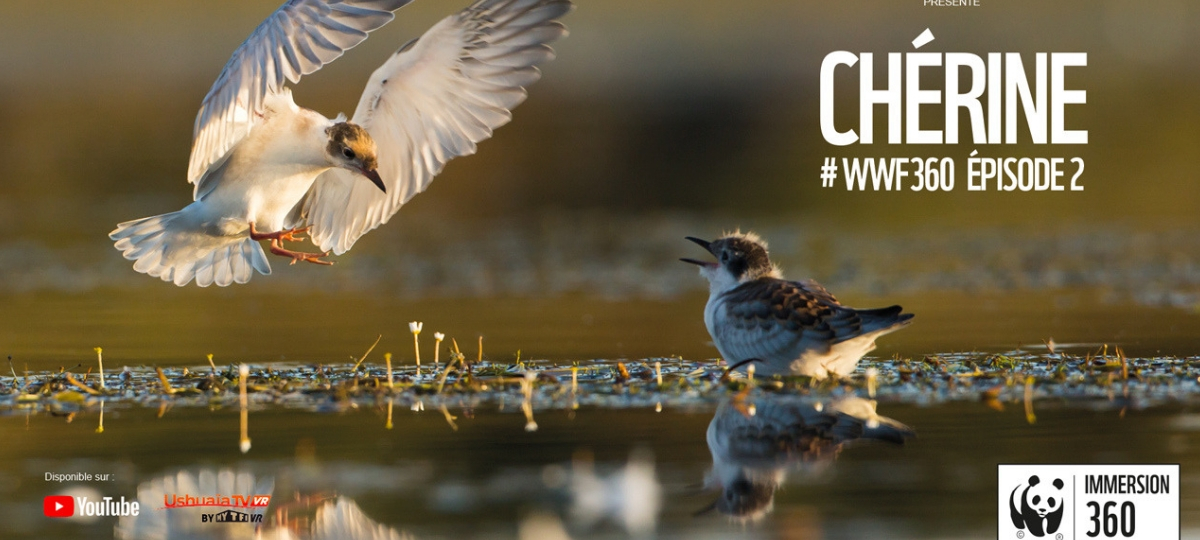 WWF France nous offre une expérience immersive WWF Immersion 360