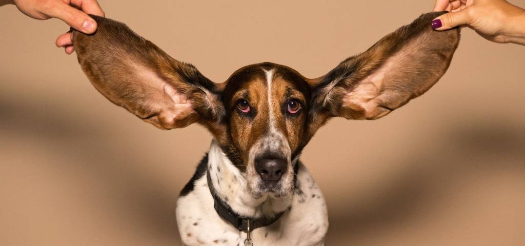 Une chien avec des grandes oreilles
