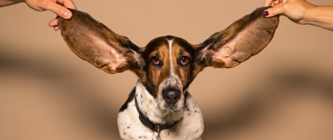 Une chien avec des grandes oreilles