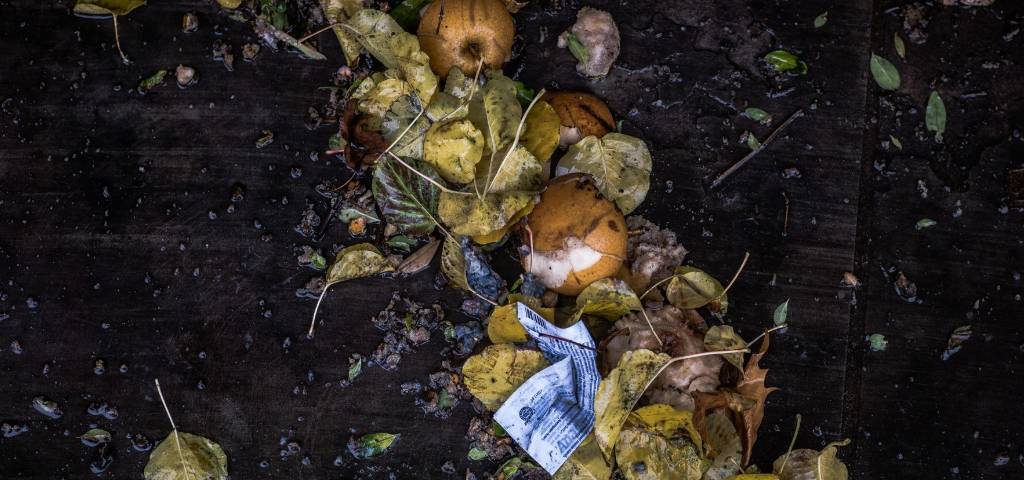 Des pommes pourries par terre
