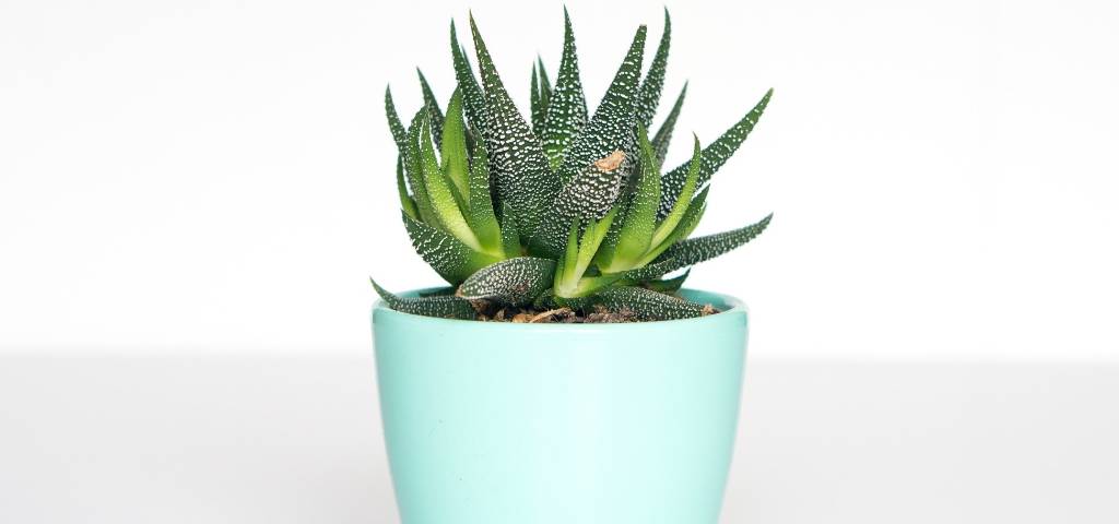 Plante en pot