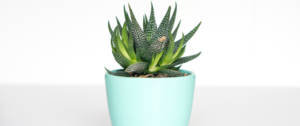 Plante en pot