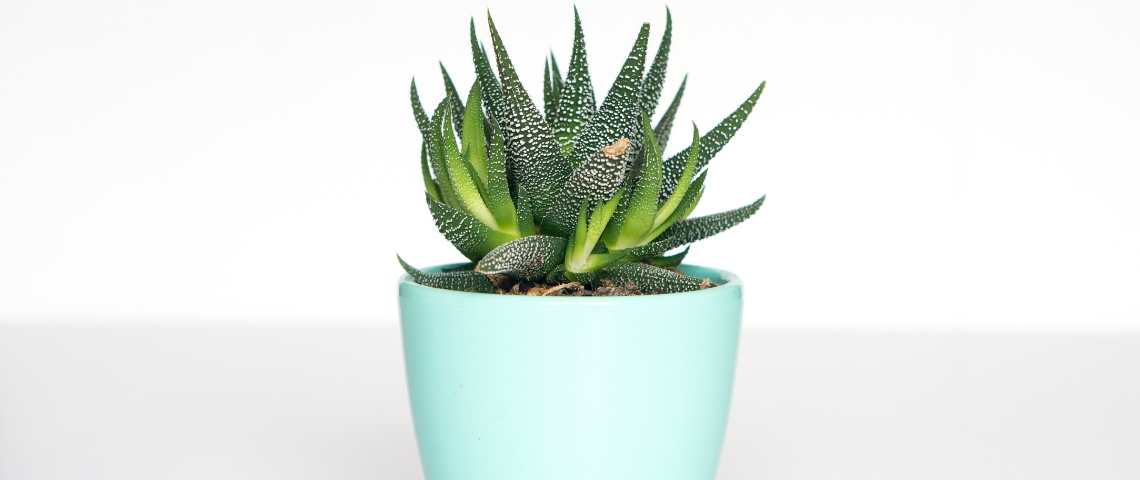 Happn et Bergamotte organisent une vente de plantes Plante en pot