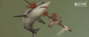 Affiche IFAW