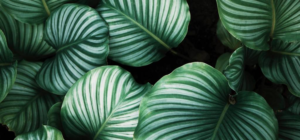 Plantes