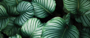 Plantes