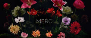 Fleurs sur fond noir