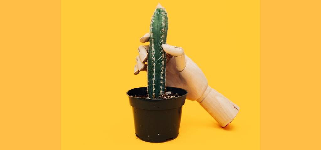 Un cactus avec une main