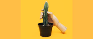 Un cactus avec une main