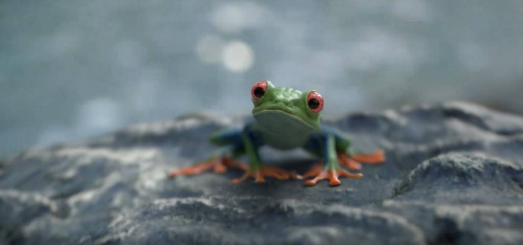 Une grenouille