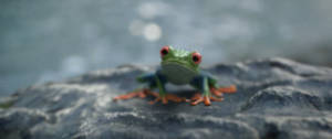 Une grenouille