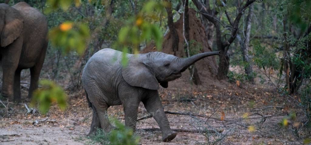 Un éléphant dans la forêt