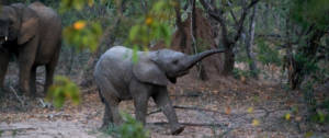 Un éléphant dans la forêt