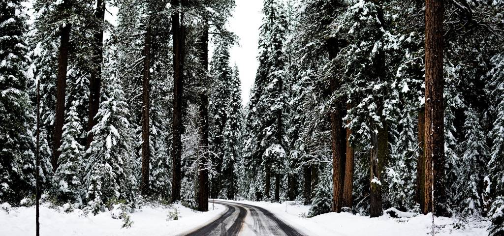 Des sapins enneigés