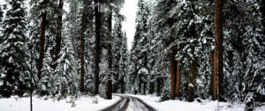 Des sapins enneigés