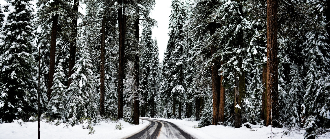 Première édition du Winter Influence Forum Des sapins enneigés